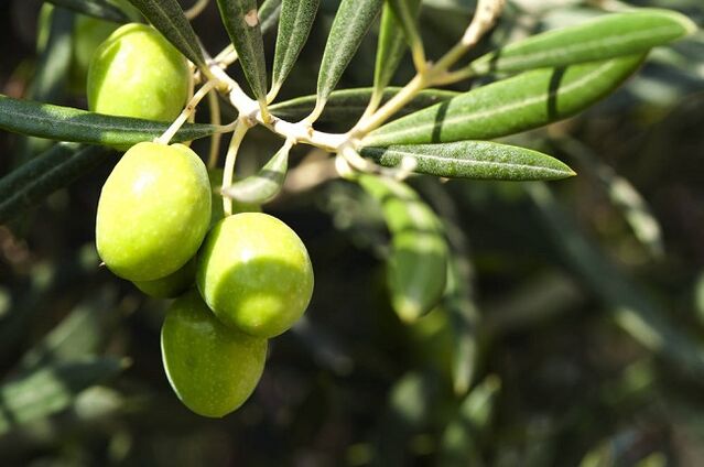 faedah makan buah zaitun dalam diet ketogenik